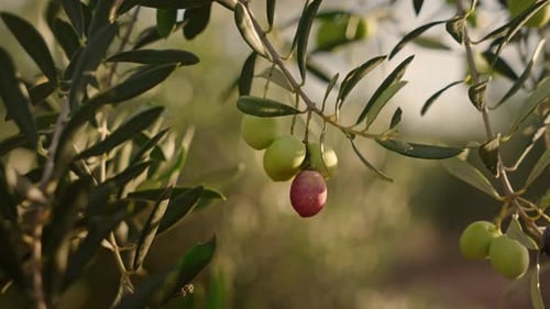 Olives in olive branch on a tree ready for harvesting