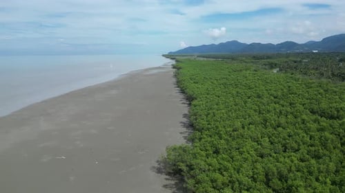 Aerial view showcasing network of mangrove trees along the coast