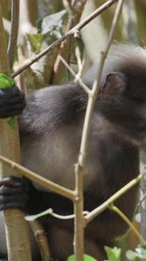 Singes à feuilles sombres en Malaisie à la verticale