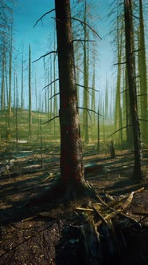 Dense Forest Rebounding After Fire