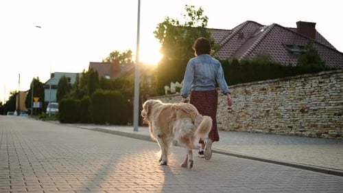Woman Walks Golden Retriever in Suburban Neighborhood at Sunset