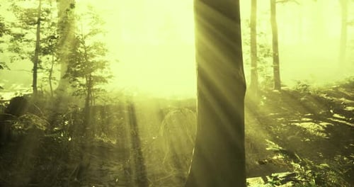 Rays of Sunlight Filtering Through a Serene Forest at Dawn