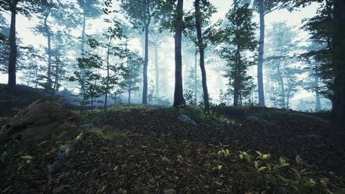 Misty Morning in the Woods