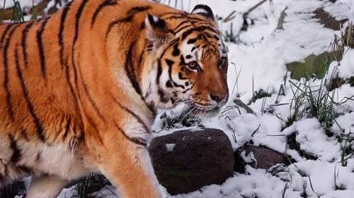 Männlicher Sibirischer Tiger oder Amurtiger spaziert in verschneiter Winterlandschaft, dreht sich um und blickt zurück