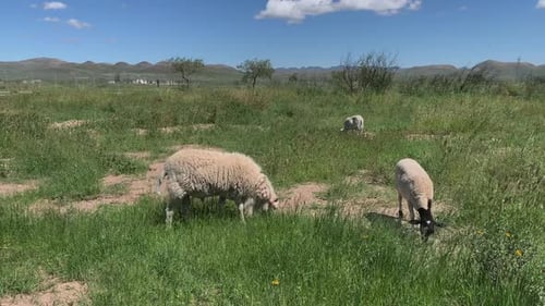 Three sheep grazing in a desert of America.