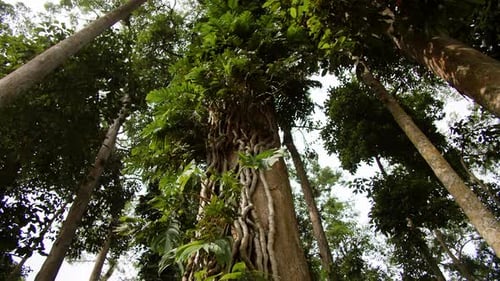 Centuriesold Tall Tropical Trees Crown View From Below