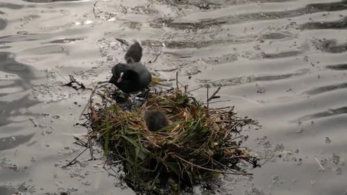 Wild Eurasian common Coot Fulica atra and chick baby swimming around grassy river nest