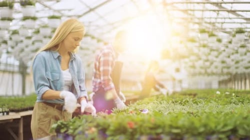 Une équipe de jardiniers heureux est occupée à travailler, à arranger et à trier des fleurs, de la végétation et des plantes colorées