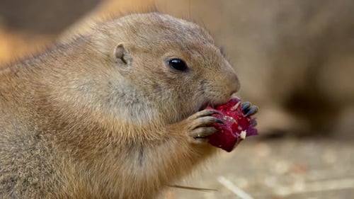 Prairie dog gnawing