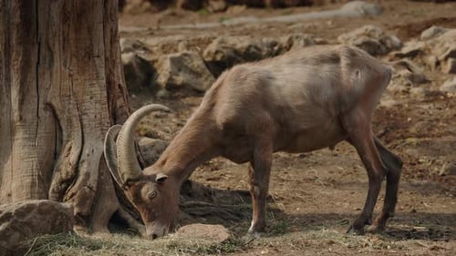 Wild Goat with Curved Horns Grazing Near a Tree in a Rocky Dry Area