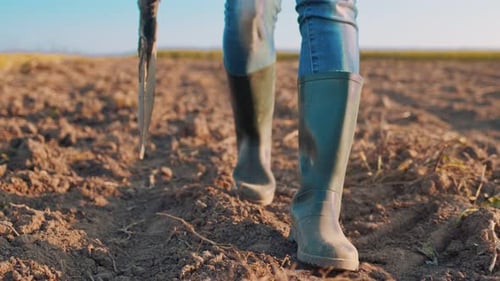 Landwirt, Agronom, läuft in Gummistiefeln durch ein Feld mit Ökopflanzen Bauernfüße in Gummistiefeln
