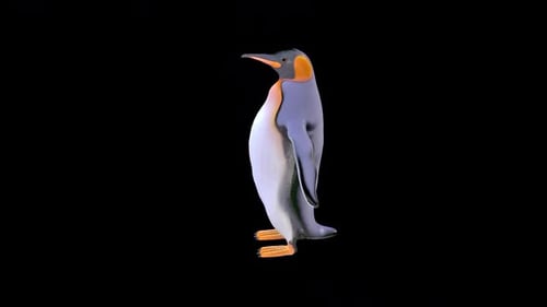 King Penguin 2