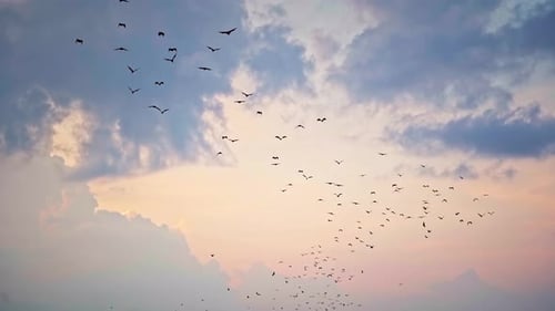 Giant Swarm of Bats Flying at Sunset