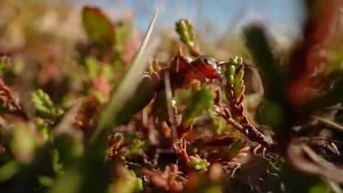 Ant Among Nature Under Sunlight