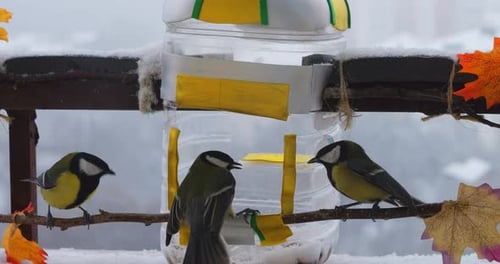 Tits eat pumpkin and sunflower seeds from a handmade feeder make from a plastic bottle