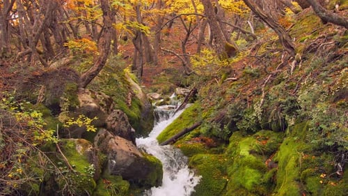 A tranquil mountain stream flows through a lush, colorful forest in autumn