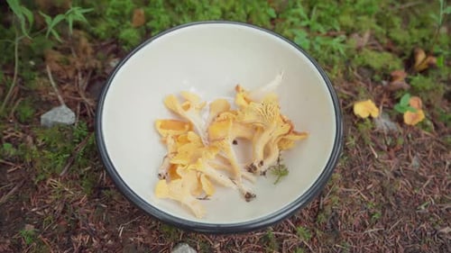 Golden Chanterelle Mushrooms in White Bowl in Forest