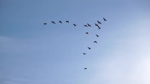 Flock of Migratory Birds