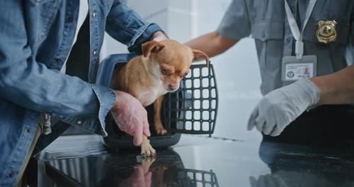 Dog Owner and TSA Officer Placing Dog in Carrying Case After Pet Screening Procedure in Airport