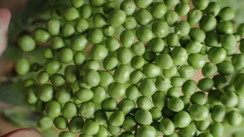 Close-up of a green, cleaned pea rolling in the plate, fresh harvest.