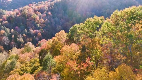 Aerial View of Lush Forest with Colorful Canopies in Autumn Woods on Sunny Day Landscape of Autumnal