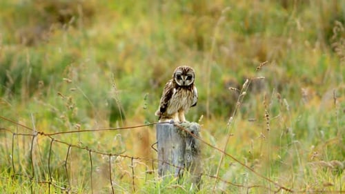Owl