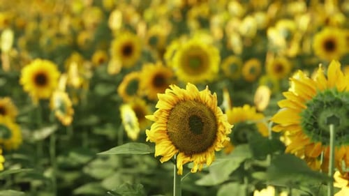 Un champ vibrant de tournesols jaunes en pleine floraison