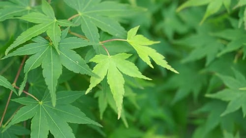 Fresh vibrant green maple leaves shimmering in soft spring sunlight.