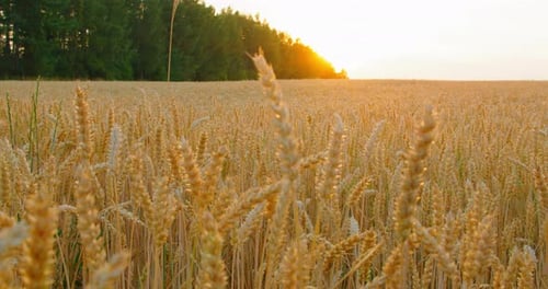 Stalks of cereal crops illuminated by the rays of the sun. Endless agriculture wheat field. Nobody.