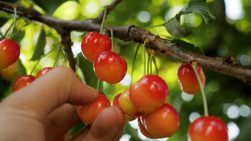 Ripe Sweet Cherry Picking Hand Closeup