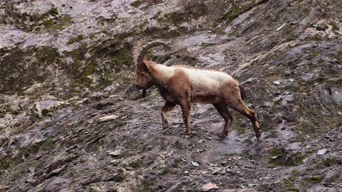 A Himalayan Ibex gracefully navigating amidst the rugged area of Himachal.
