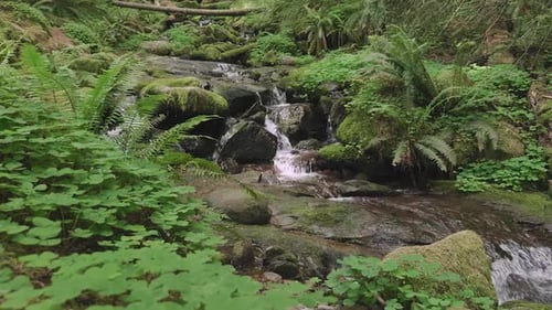 Small stream rocky waterfall in beautiful lush green forest peaceful zoom in shot