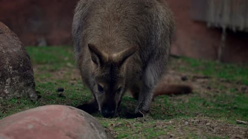 Un wallaby macropode de petite ou moyenne taille originaire d'Australie et de Nouvelle-Guinée - gros plan