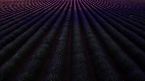 Aerial View of Lavender Field at Twilight