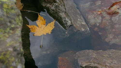 Nahaufnahme des Herbstblattes auf der Wasseroberfläche