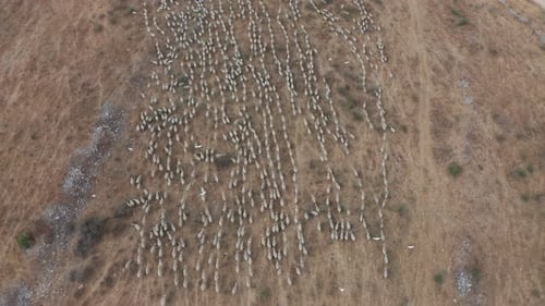 Sheep Flock Moves Through Rural Grassy Pasture