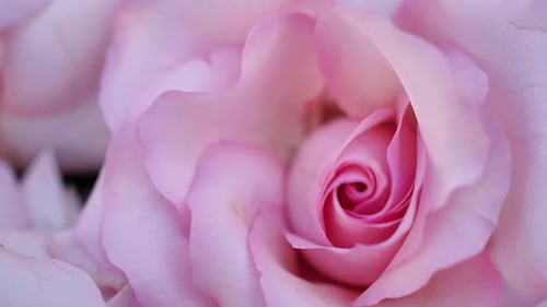 Macro close-up view of a vivid pink rose. Camera zoomed up on a pink rose at a wedding. Flower decor