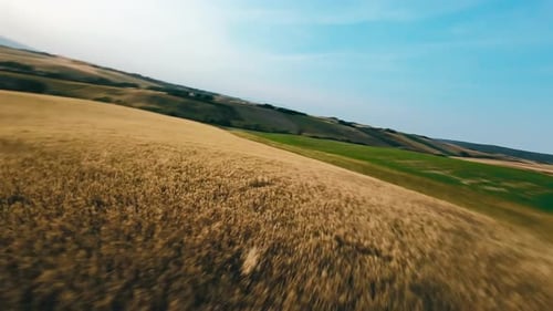 Yellow Hills of Wheat Aerial View