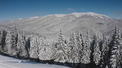 Snowcovered Fir Trees and Mountain Peaks Rising Under Blue Sky