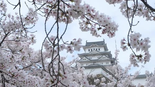 Pan shot of Himeji castle with sakura cherry blossom season in Japan.