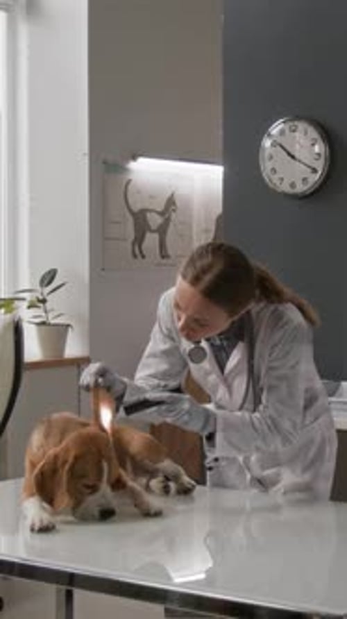 Veterinarian Examining a Beagle Dog at Clinic