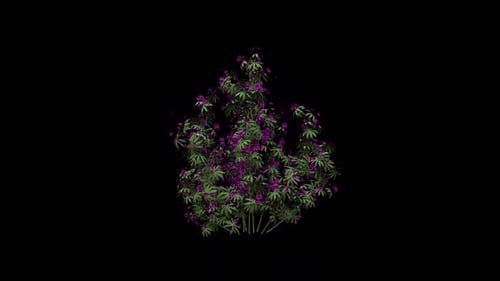Rhododendron Flowers Growing With Particles