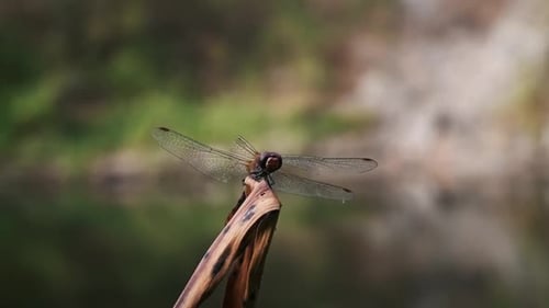 Rotäugige Libelle — Makroansicht
