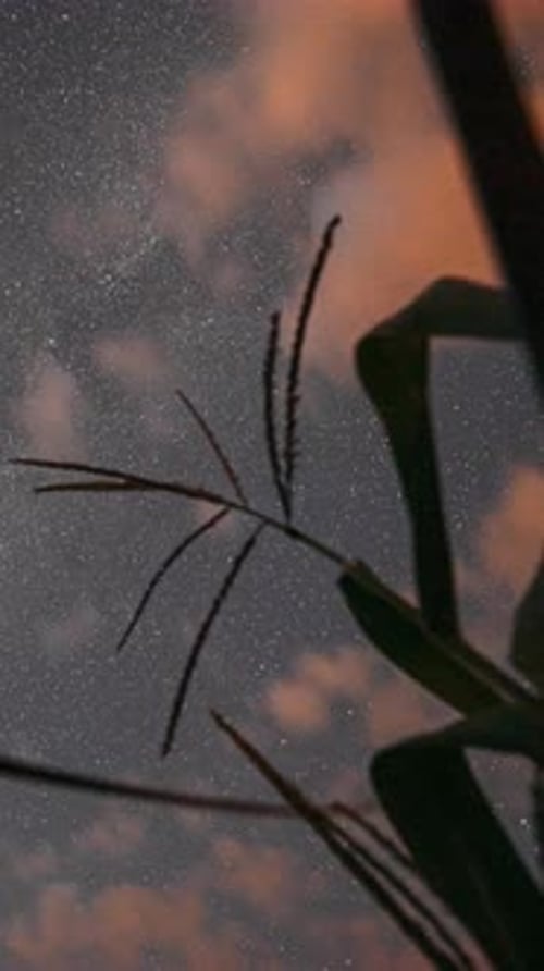 Night Starry Sky With Glowing Stars And Meteoric Track Trails Above Green Maize Corn Field