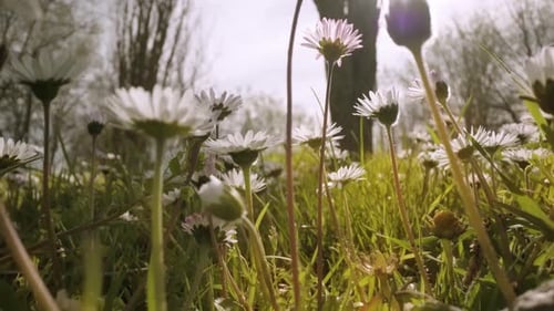 Daisies Grow Among Green Grass in the Woods