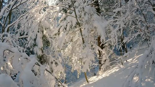 Frozen Forest with Snowy Trees in Cold Sunny Winter Background