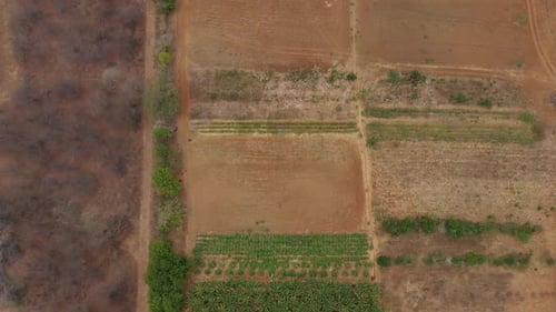 Aerial View of Agricultural Fields in Tropical Farmland