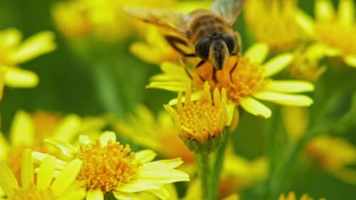Honey Bee Collecting Nectar From Yellow Daisy Flowers. close up