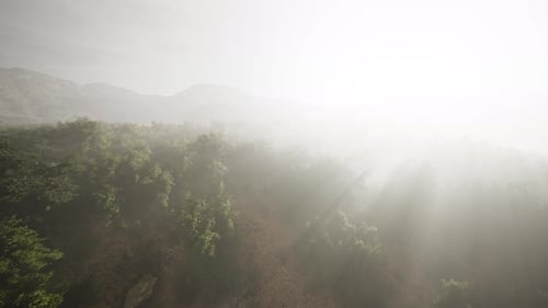 Aerial View of Misty Forest with Golden Sun Rays