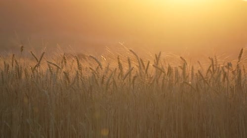 Wheat Field Sunset Golden Light Over Peaceful Agricultural Landscape